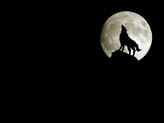 خلفيه قمر وذئب يعوى , اجمل صور الذئاب والقمر