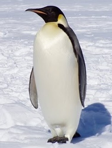    hd ,   , Penguin