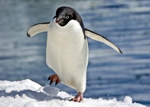    hd ,   , Penguin