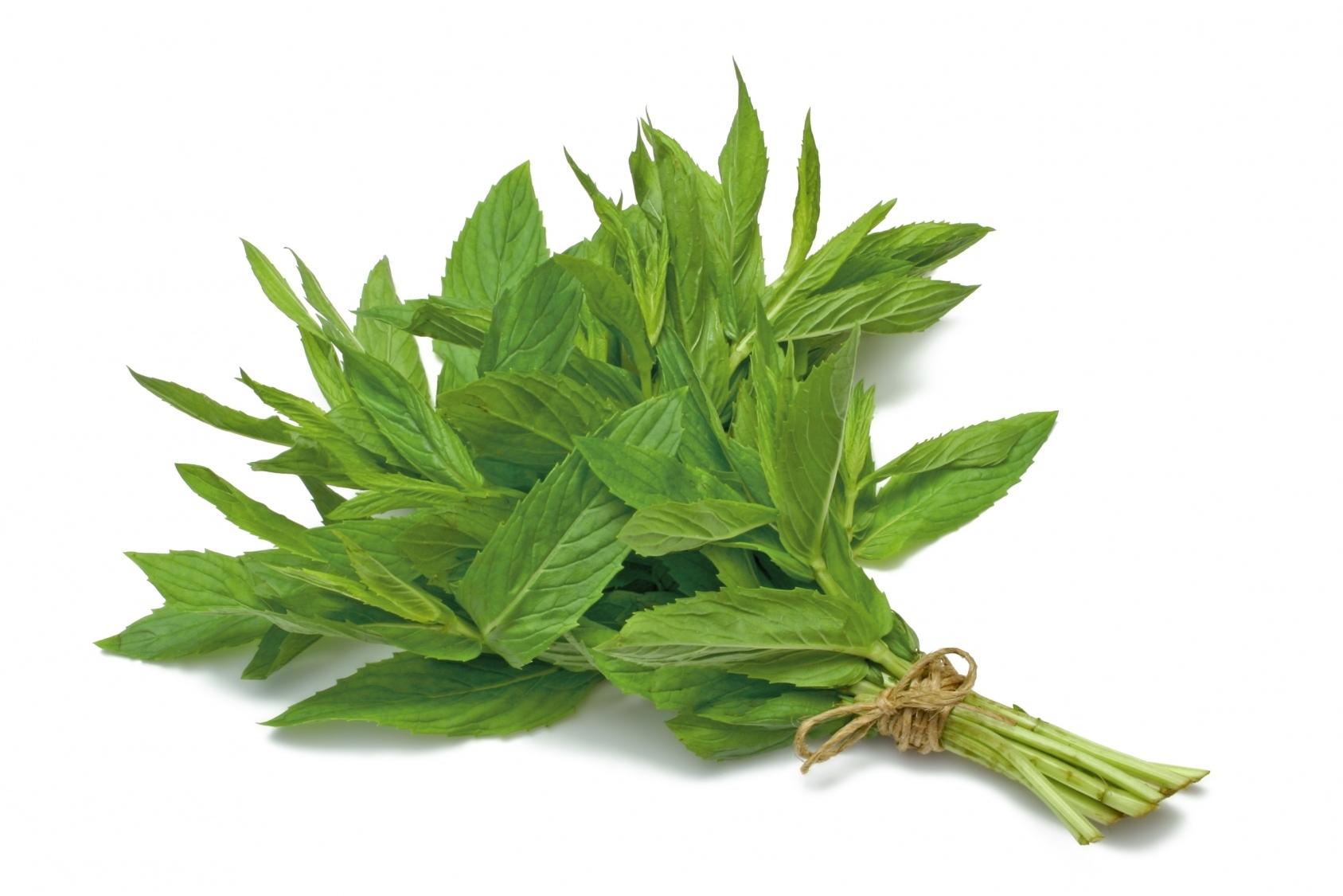   ,     , Benefits of Peppermint