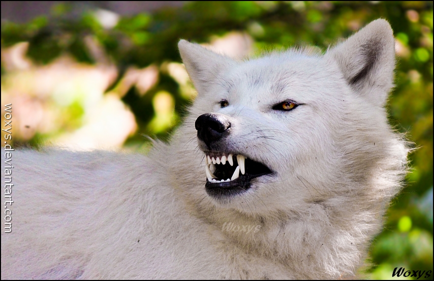 صور ذئب ابيض , خلفيات الذئب الابيض و الاحمر , Wolf