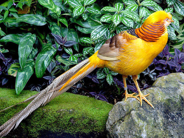 صور طائر الدراج الذهبي , معلومات عن طائر الدراج الذهبي, Golden Pheasant