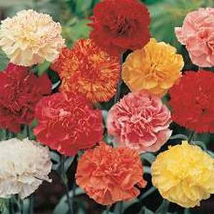   ,    , Carnations