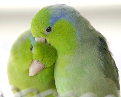       Love birds