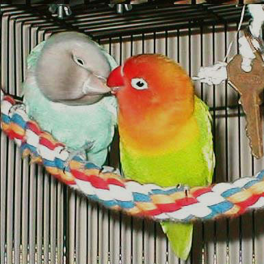       Love birds