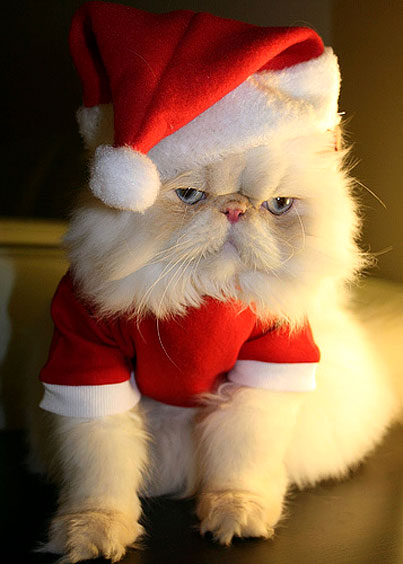 Photos animals dressed in Santa Claus HD