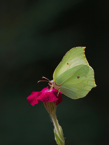 صور فراشات ,اجمل صور الفراشاة , img papillon