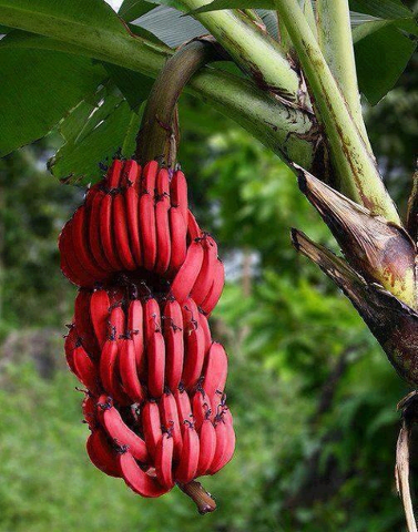  ,    , Banana red