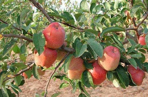 صور شجرة التفاح, معلومات عن شجرة التفاح, صور زهور التفاح