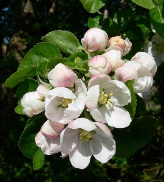 صور شجرة التفاح, معلومات عن شجرة التفاح, صور زهور التفاح