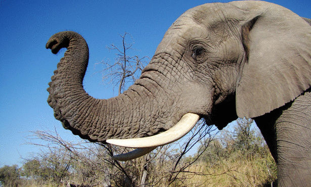 صور فيل, معلومات عن الفيله, صور حيوان الفيل, حقائق عن الفيله
