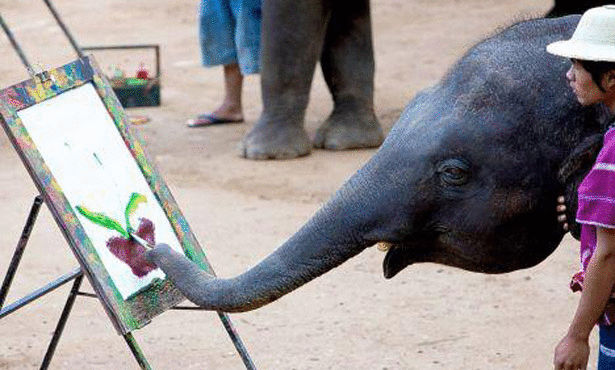 صور فيل, معلومات عن الفيله, صور حيوان الفيل, حقائق عن الفيله