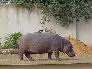   ,    , Hippopotamuses