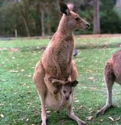 ,   ,   , Kangaroo