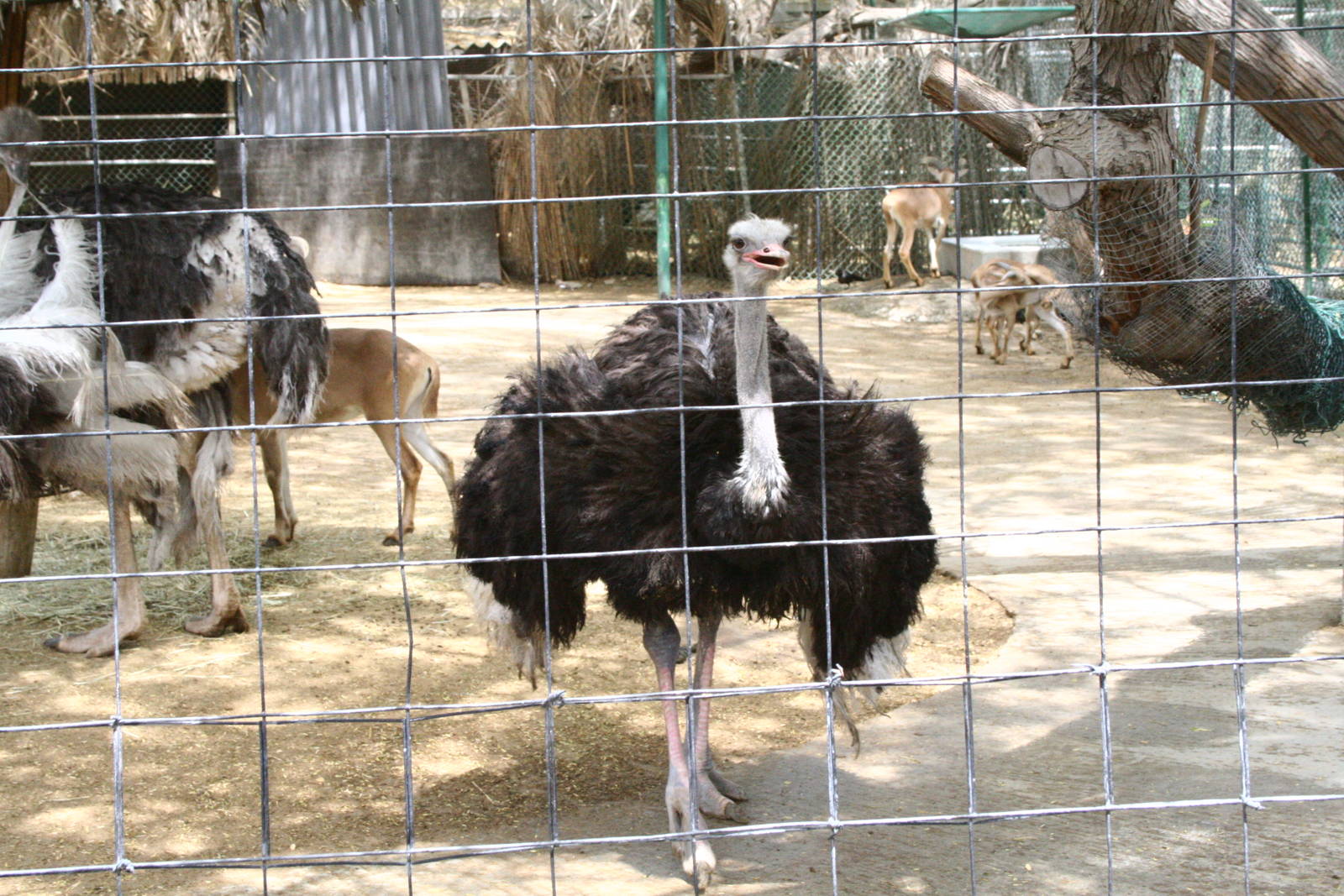 صور حديقة الحيوان في دبي , معلومات عن حديقة حيونات دبي