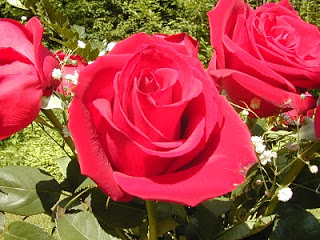    ,     ,Rose Flower