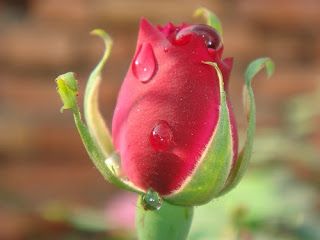    ,     ,Rose Flower
