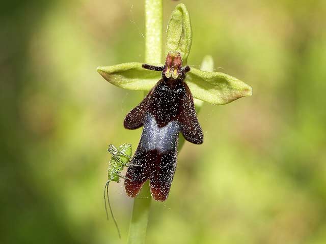    ,      Fly Orchid