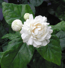   ,    2015 , Arabian jasmine  