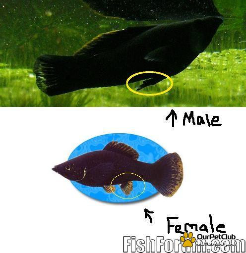 معلومات عن انواع اسماك مولي Molly fish