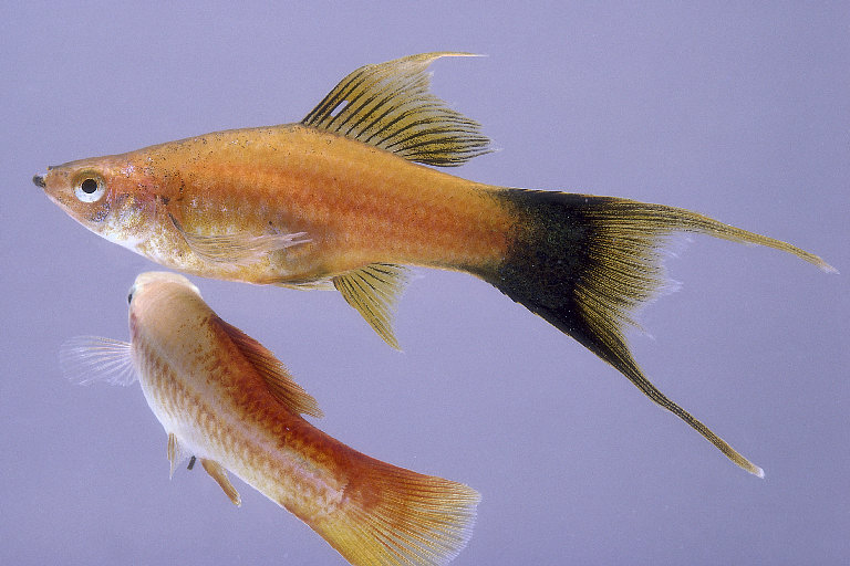     Swordtail Fish