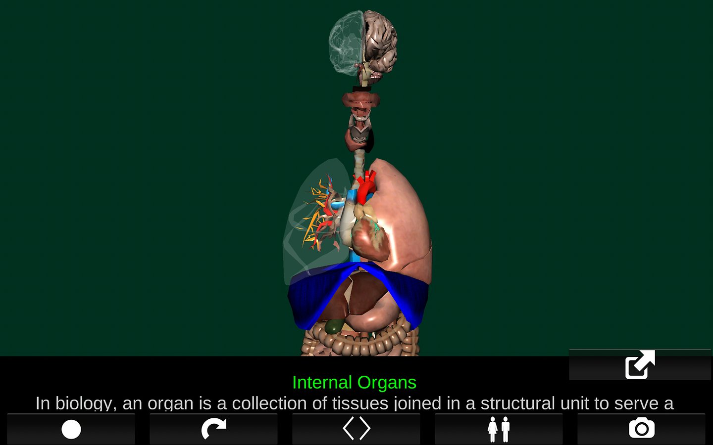  Organs 3D        