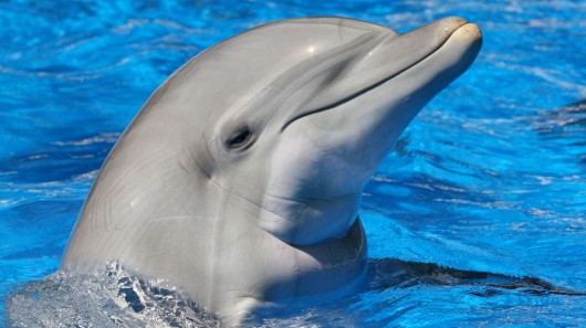   dolphin ,    