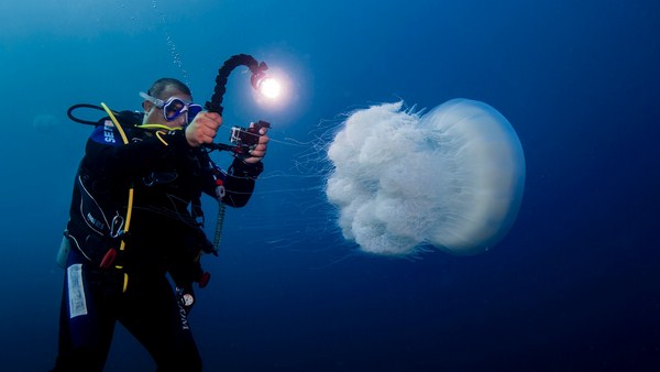 صور قنديل الرحال , اخطر انواع القناديل , Nomadic jellyfish