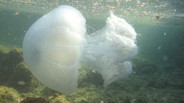 صور قنديل الرحال , اخطر انواع القناديل , Nomadic jellyfish