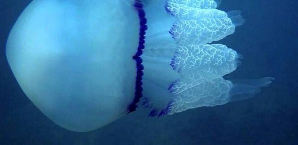معلومات عن القنديل الرحال , تقرير عن اخطر انواع القناديل nomadic jellyfish