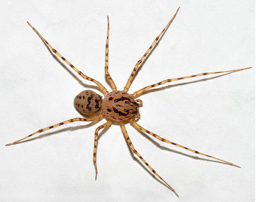بحث عن انواع العناكب , اضرار العنكبوت , صور عناكب سامة