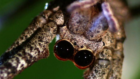 بحث عن انواع العناكب , اضرار العنكبوت , صور عناكب سامة